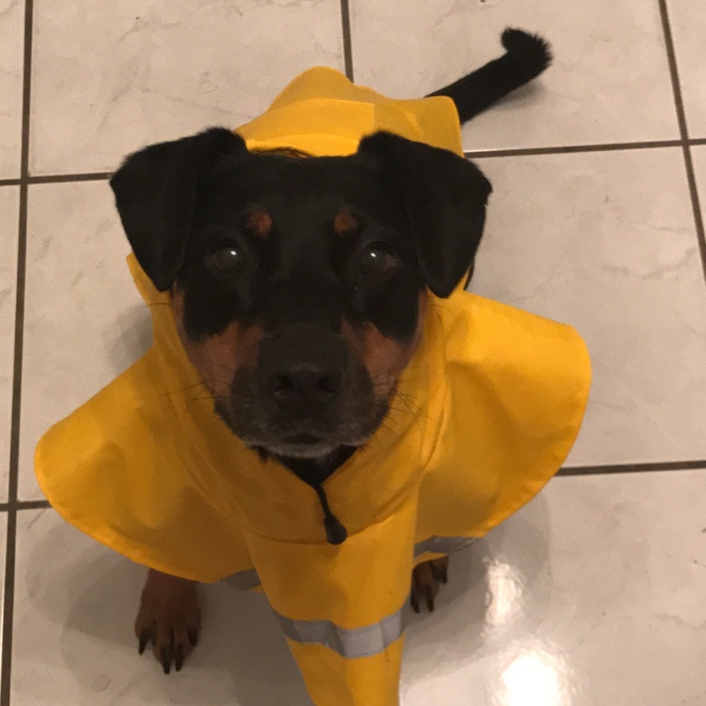 Meet your Posher, Nina